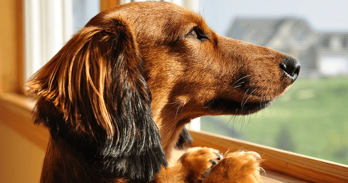 Dog looking out of sunny window.