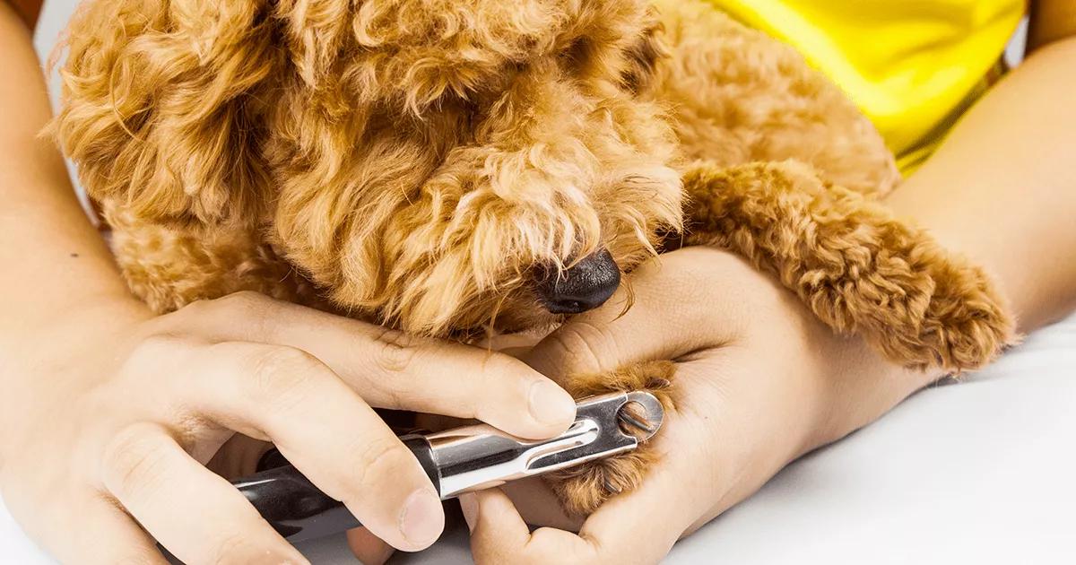 Brown poodle having their nails trimmed.