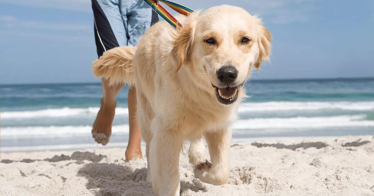 Young teenage dog having fun with its owner at the beach.