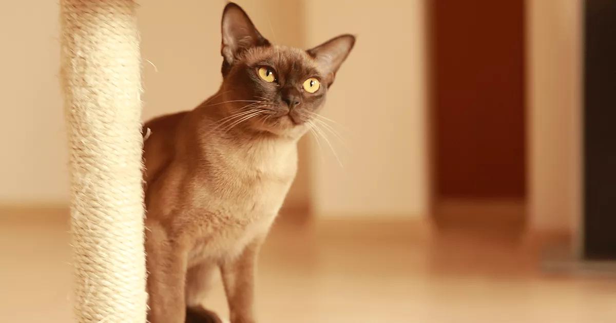 Burmese cat next to a cat tower.