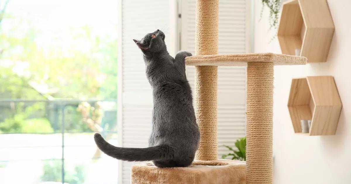 Grey cat climbing cat tower.