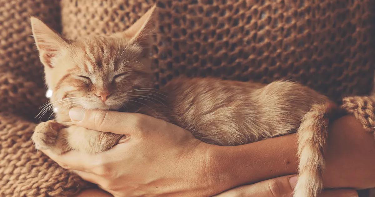 Ginger kitten sleeping in owner’s arms.