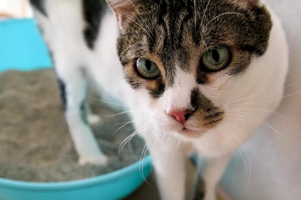 cat in litter box