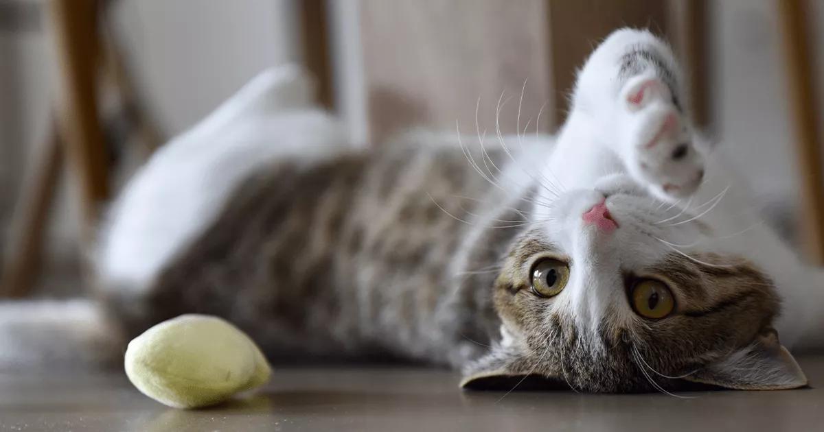 cat laying on it's back with small toy