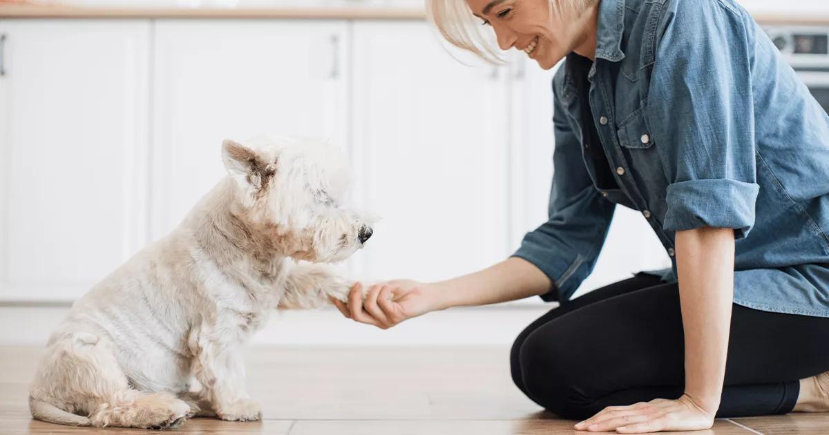 Small white dog being trained to have their paws cleaned.