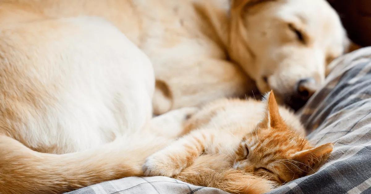 Cat and dog sleeping together on a duvet