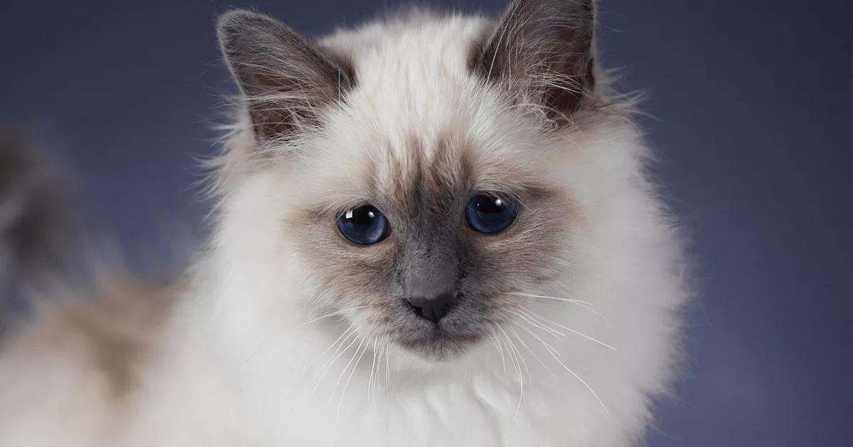 A majestic white Birman cat, regally poised with piercing blue eyes