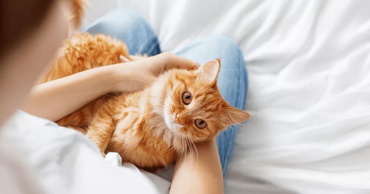 Ginger cat on a human’s lap.