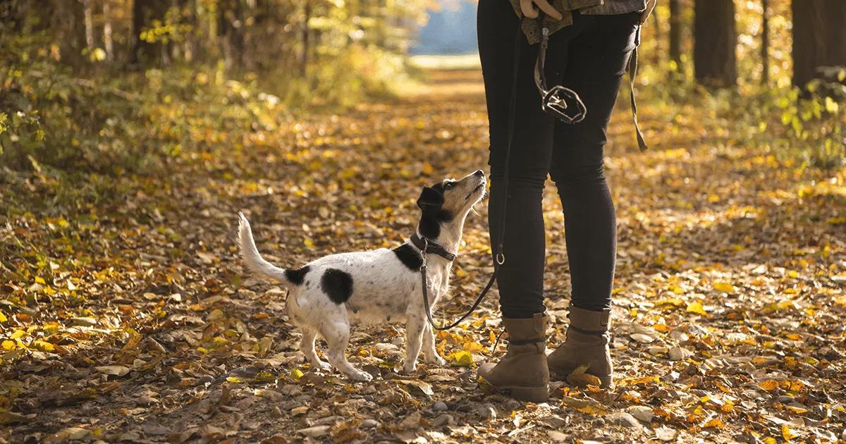 terrier dog on walk in the woods