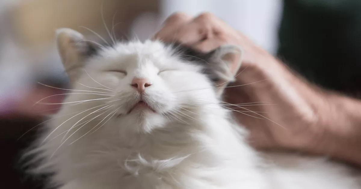 white cat enjoying cuddles