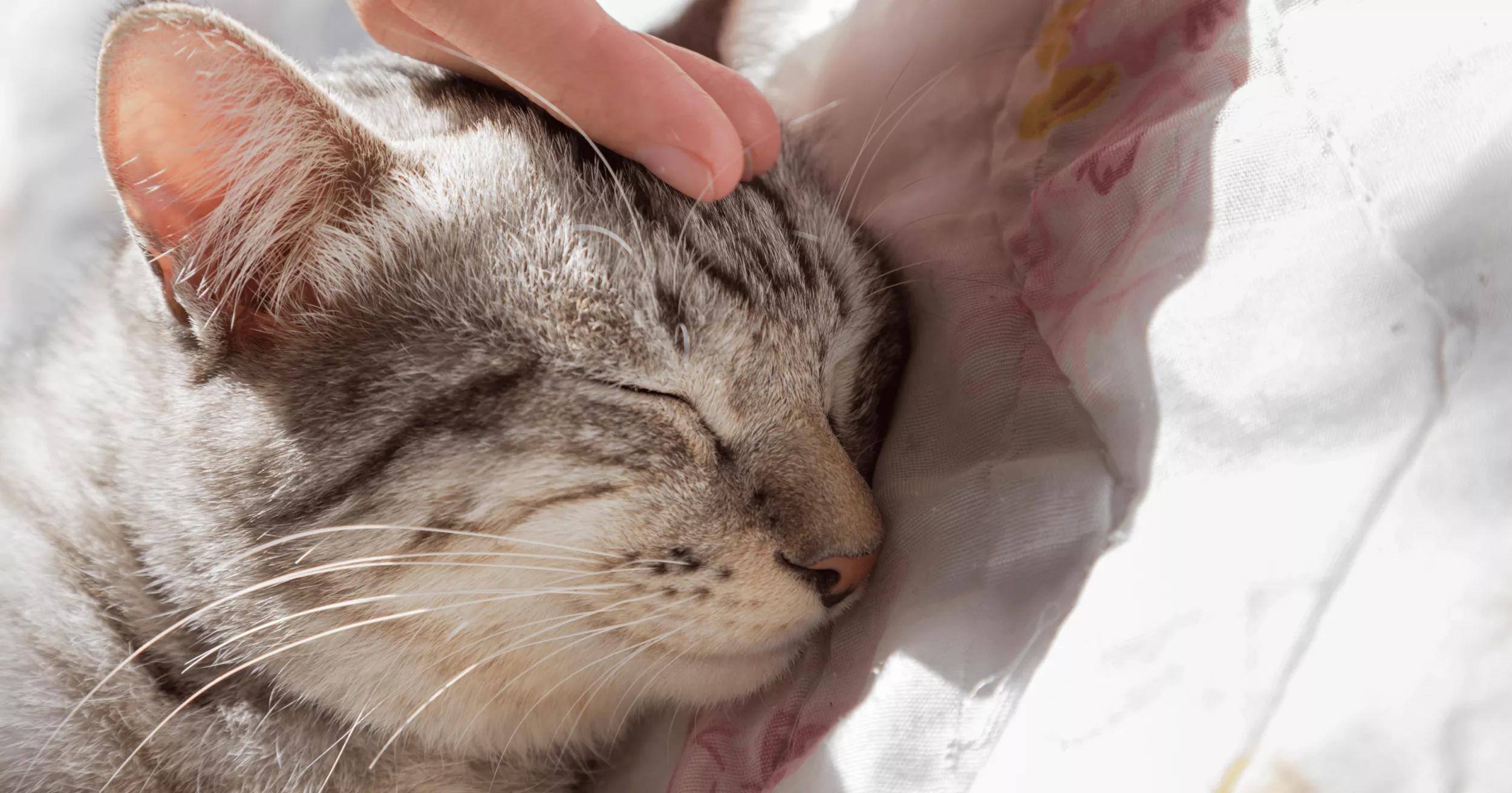 A peaceful scene: a cat peacefully slumbers, curled up in a cozy nap