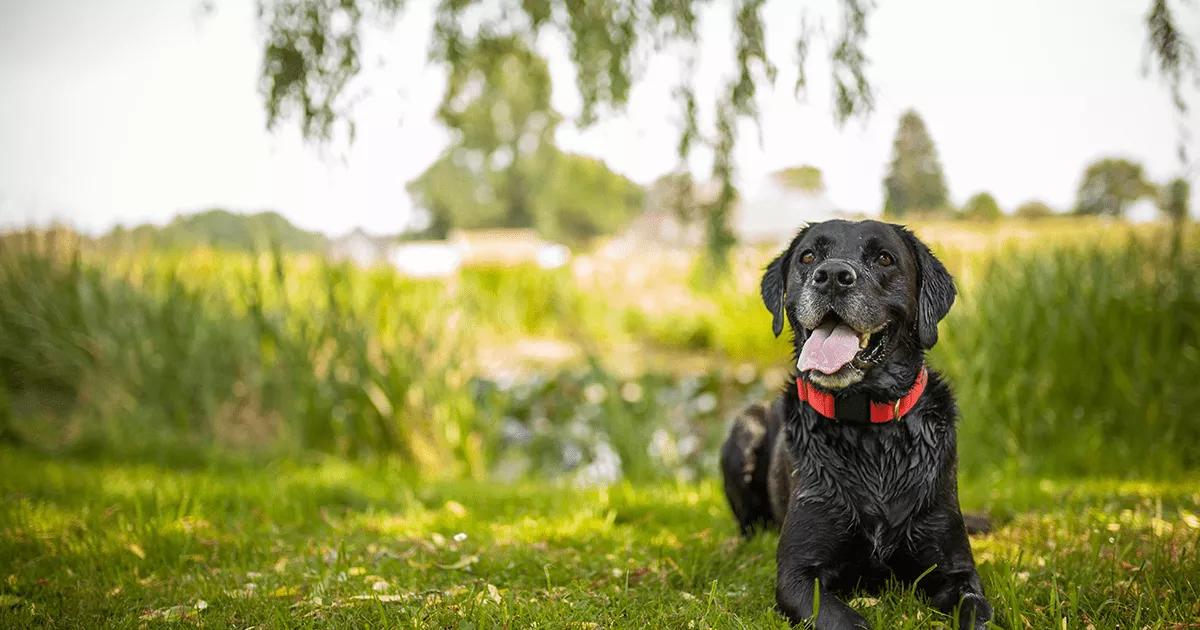 Old black dog sitting down outdoors.