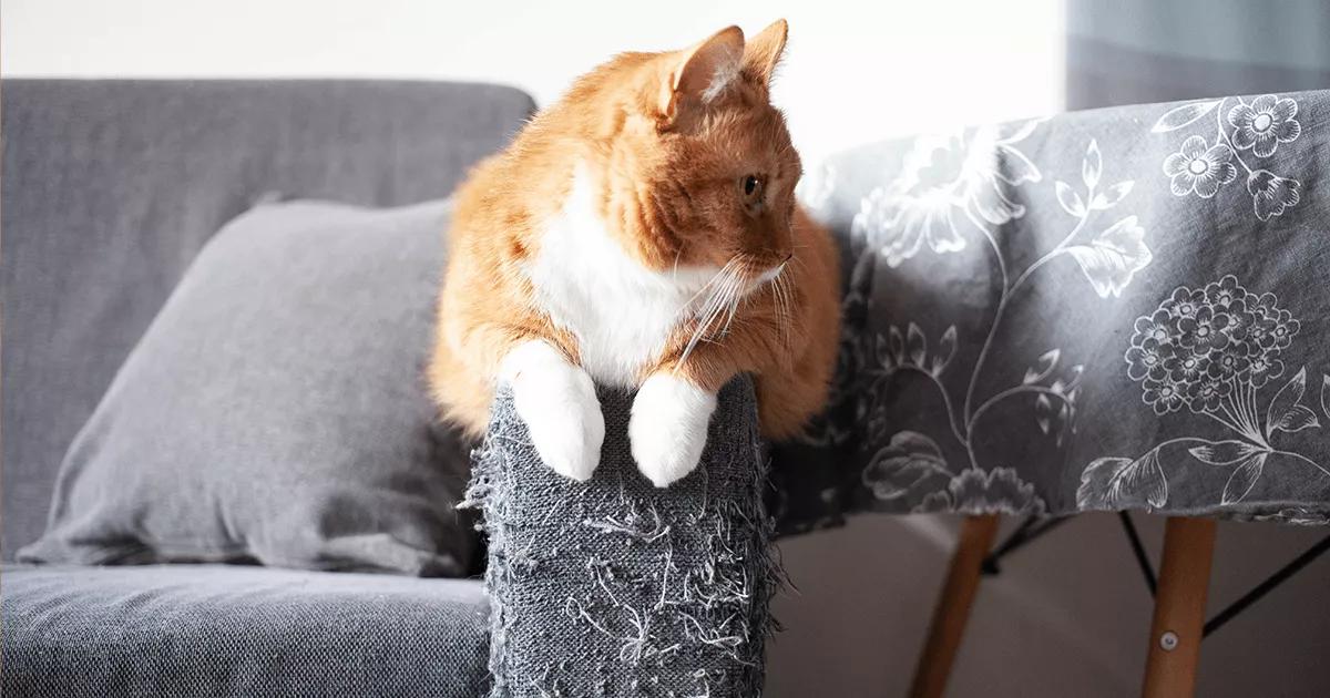 ginger cat sat on sofa