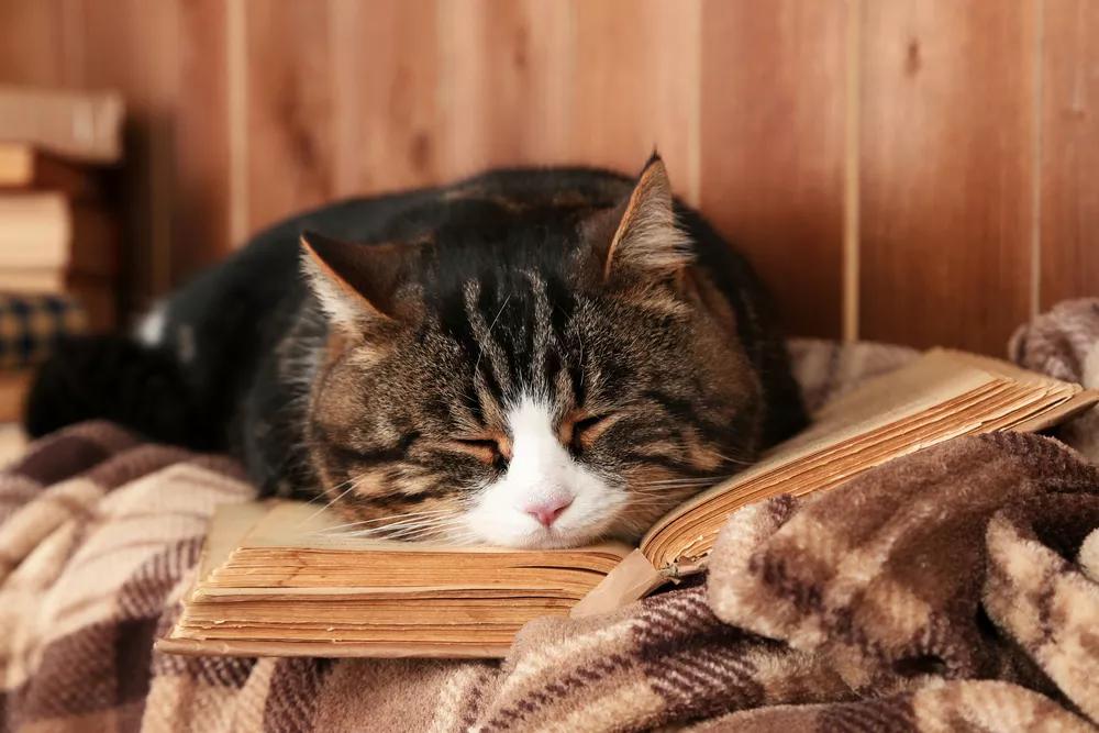 Cat asleep on a book