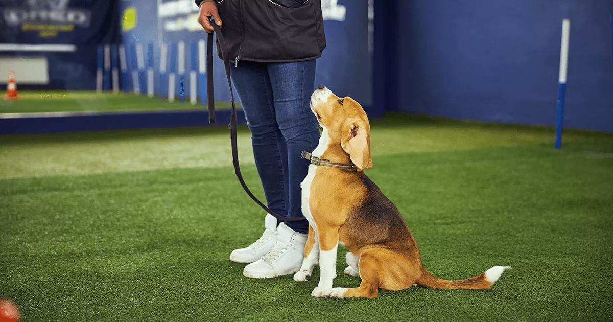 Young beagle receiving obedience training.