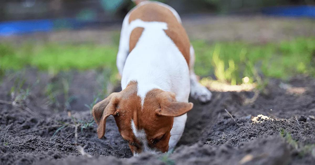 Puppy digging in the garden