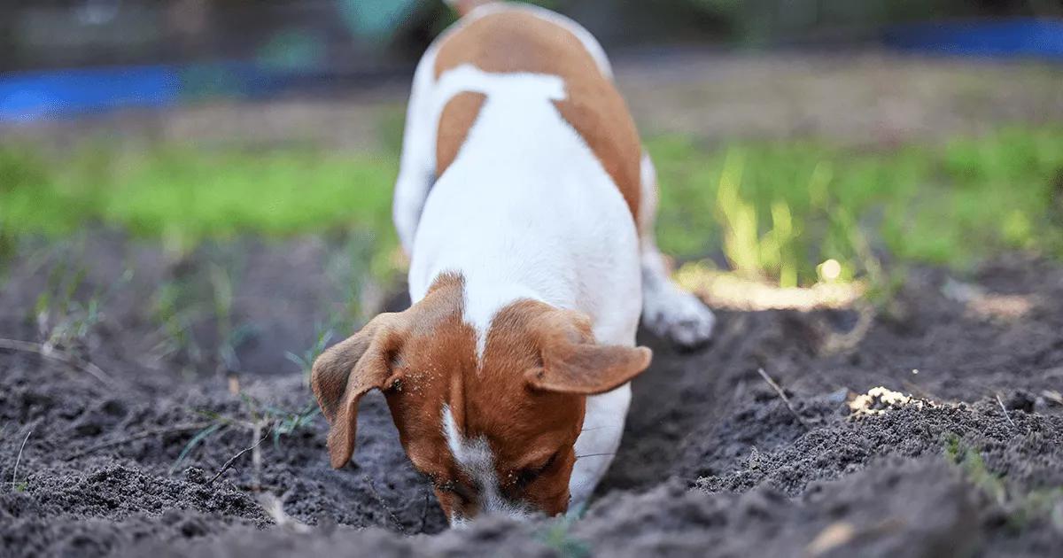 Puppy digging in the garden