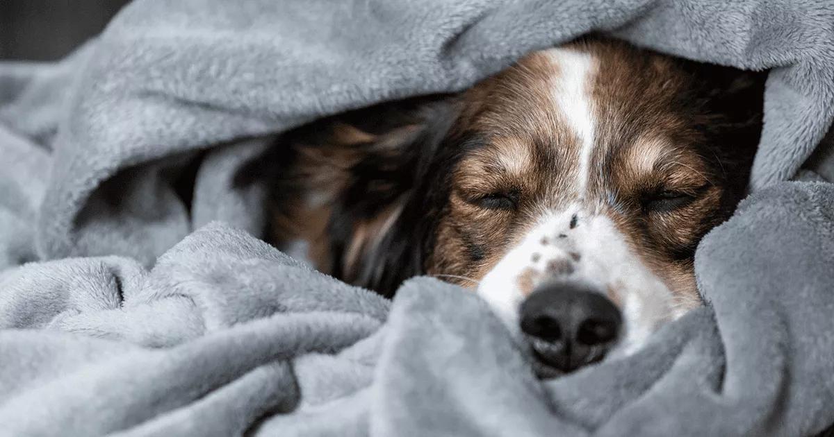 Dog sleeping soundly within a blanket.