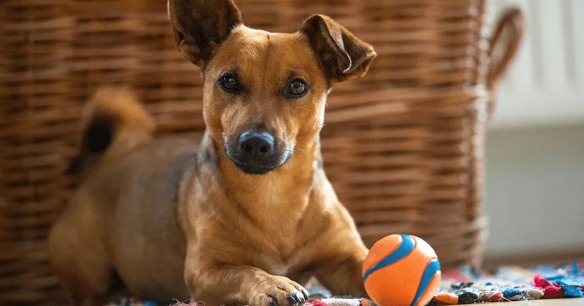 Small dog at home playing with toys.