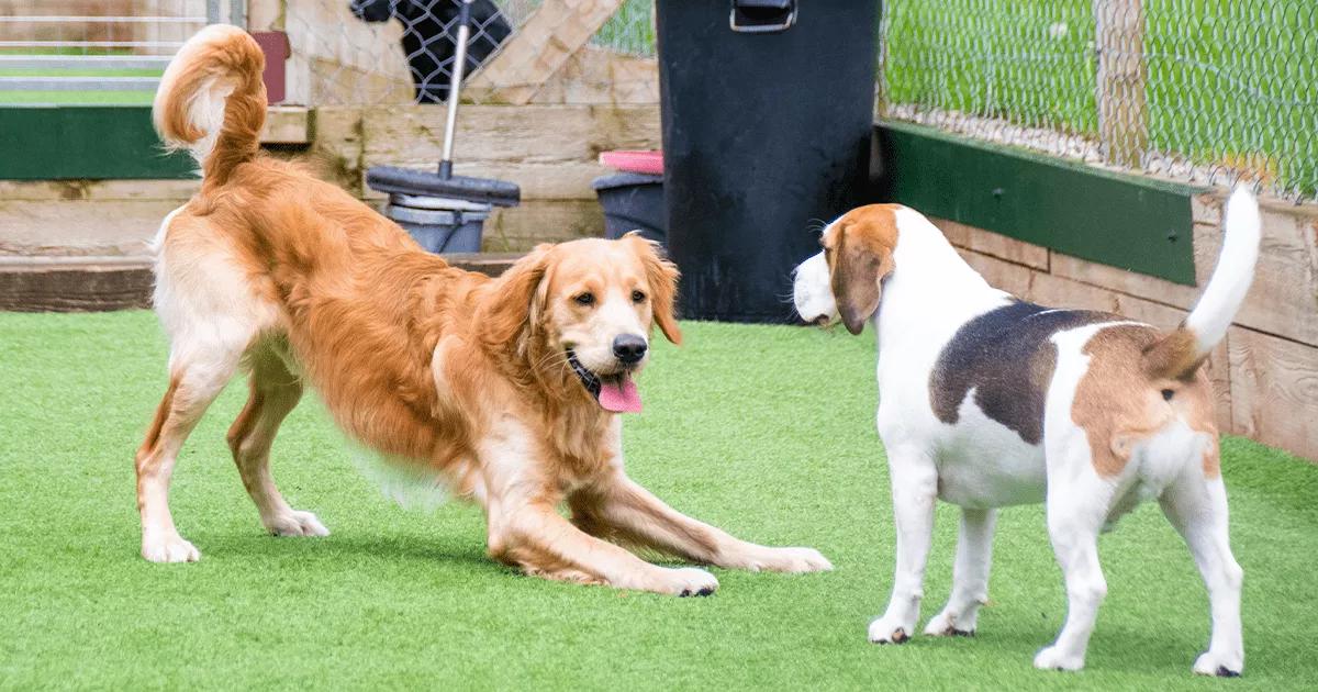 Dogs playing together off-lead