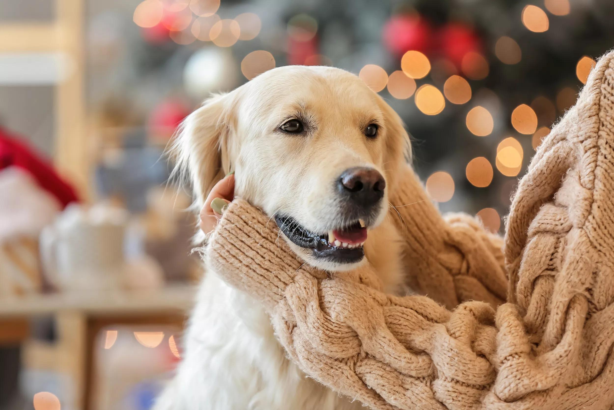 Labrador with human in front of a Christmas tree.