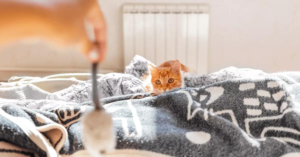 A playful cat gazes eagerly at its owner, ready to engage in a fun and interactive play session.