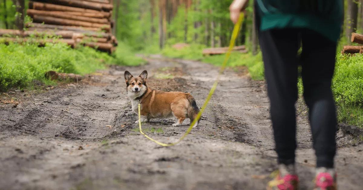 corgi on a walk in the woods