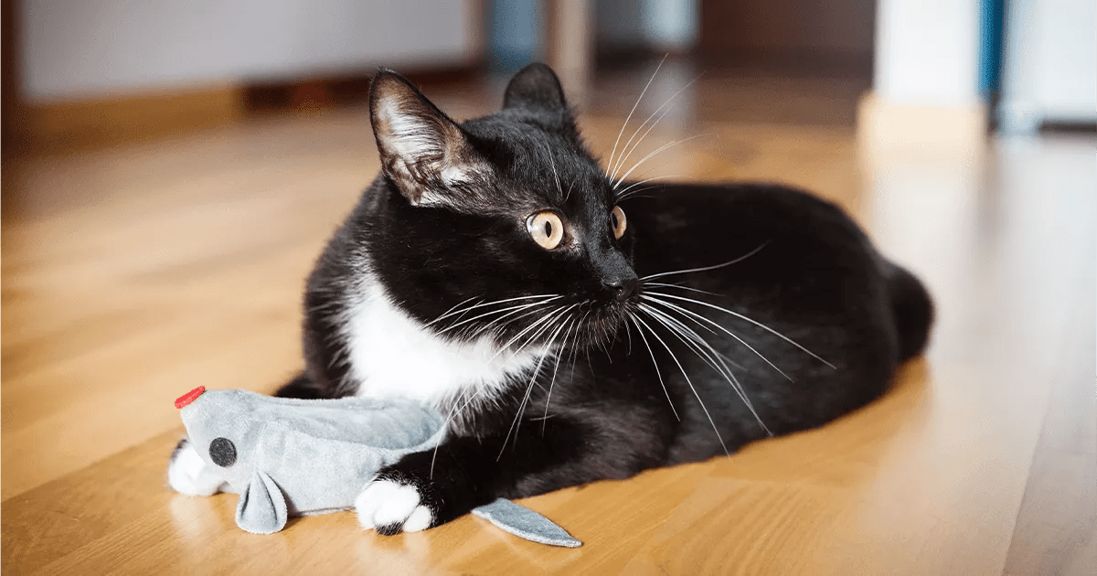 black and white cat with mouse toy