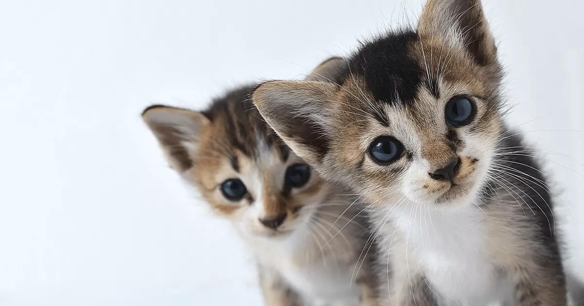 two cute kittens