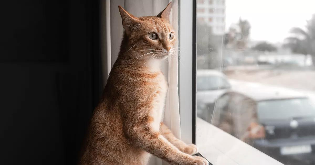 Ginger cat looking out of window
