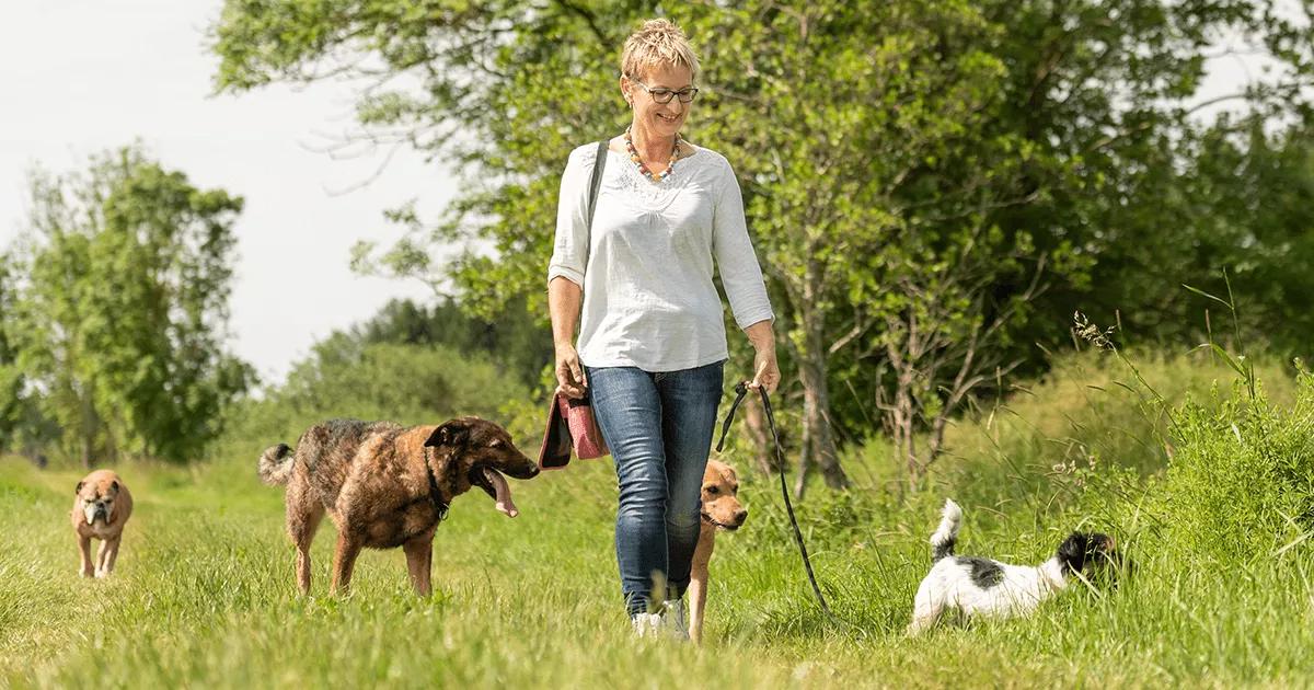 Several dogs walking with their owner a grassy outdoor environment.