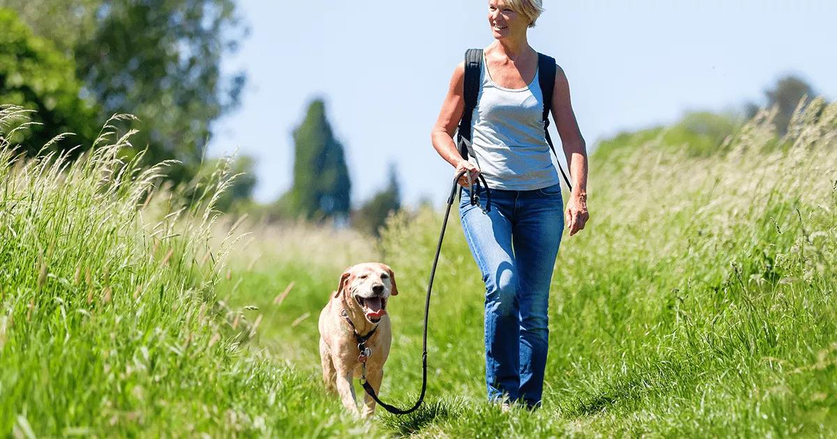 Dog on walk in grass.