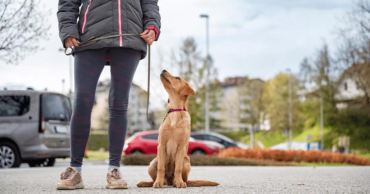 Dog owner teaching their puppy to sit.