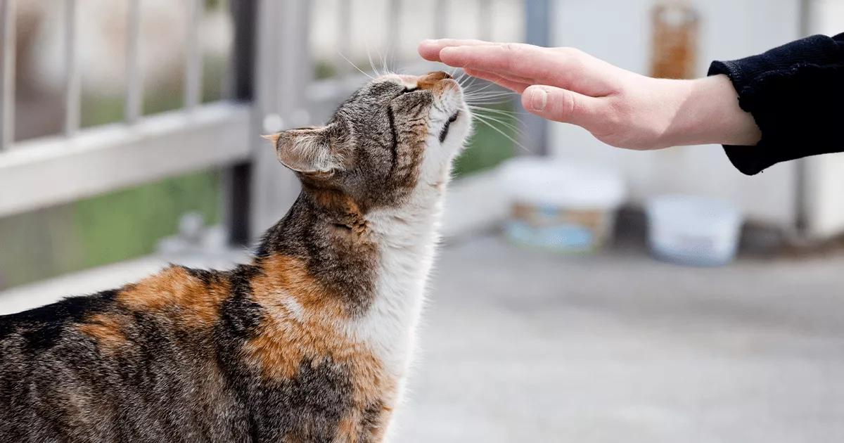 cat sniffing owners hand