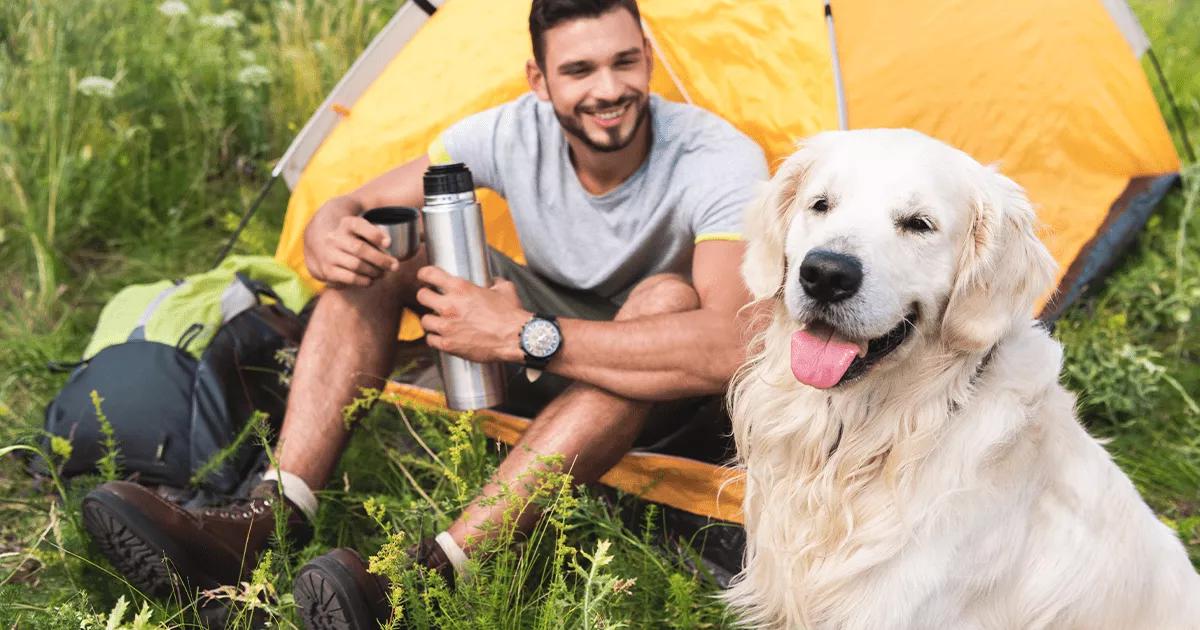 Happy dog on a campsite sitting with owner beside their tent
