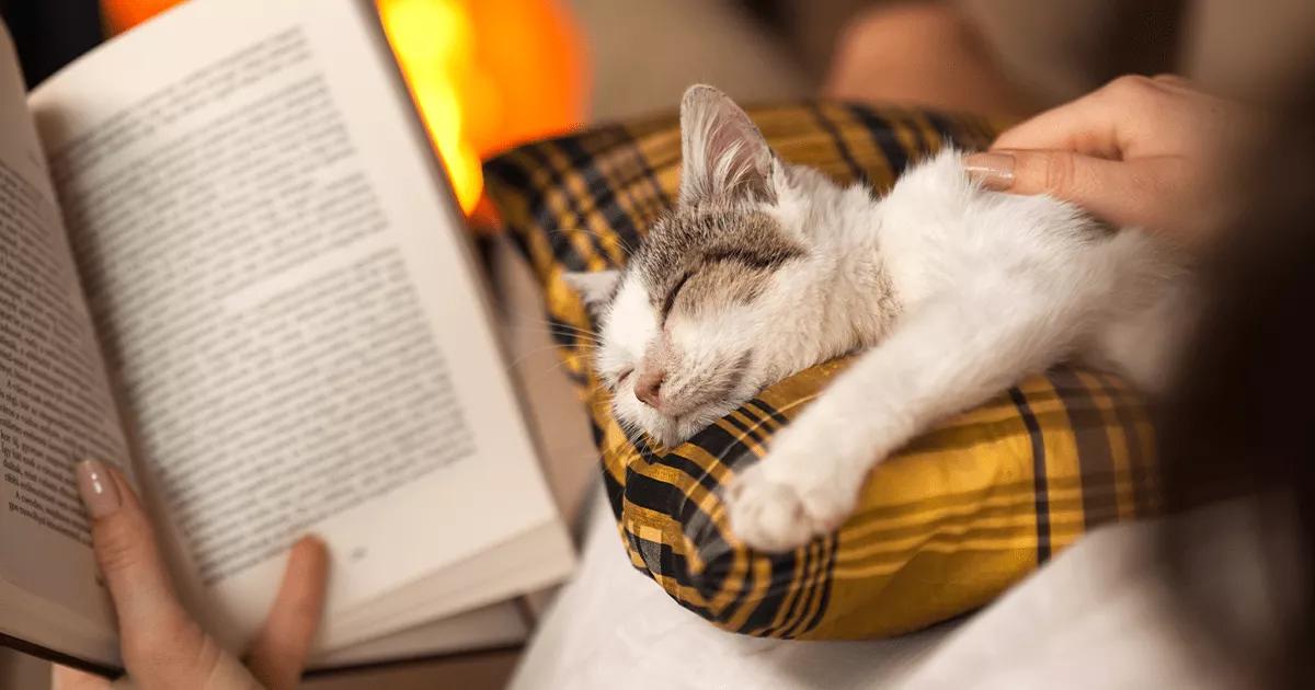Cat asleep on owners lap who's reading a book