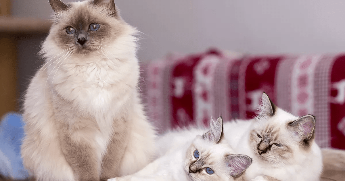 A beautiful white Birman cat, epitomizing grace and poise.