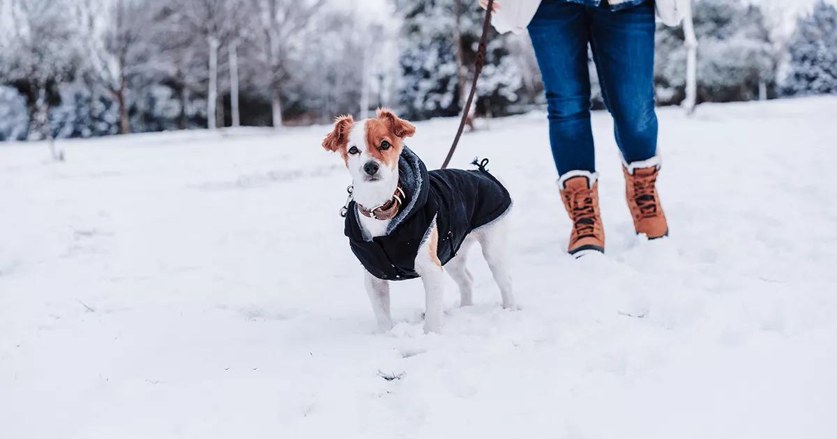 Small dog in a winter coat walking through snow
