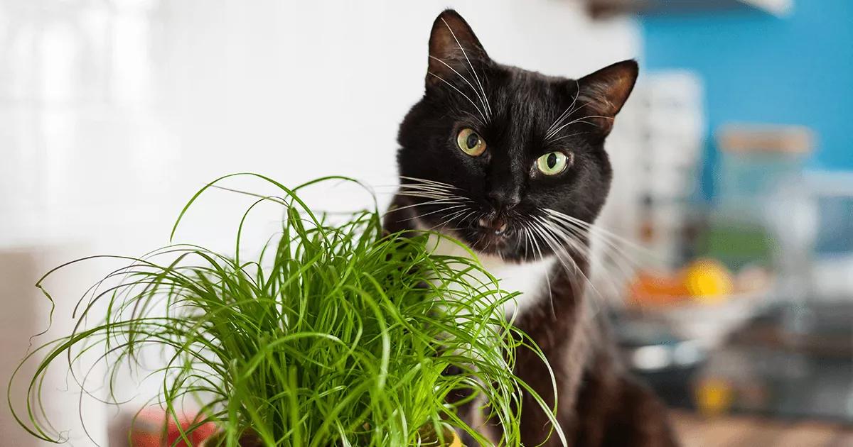 cat eating grass