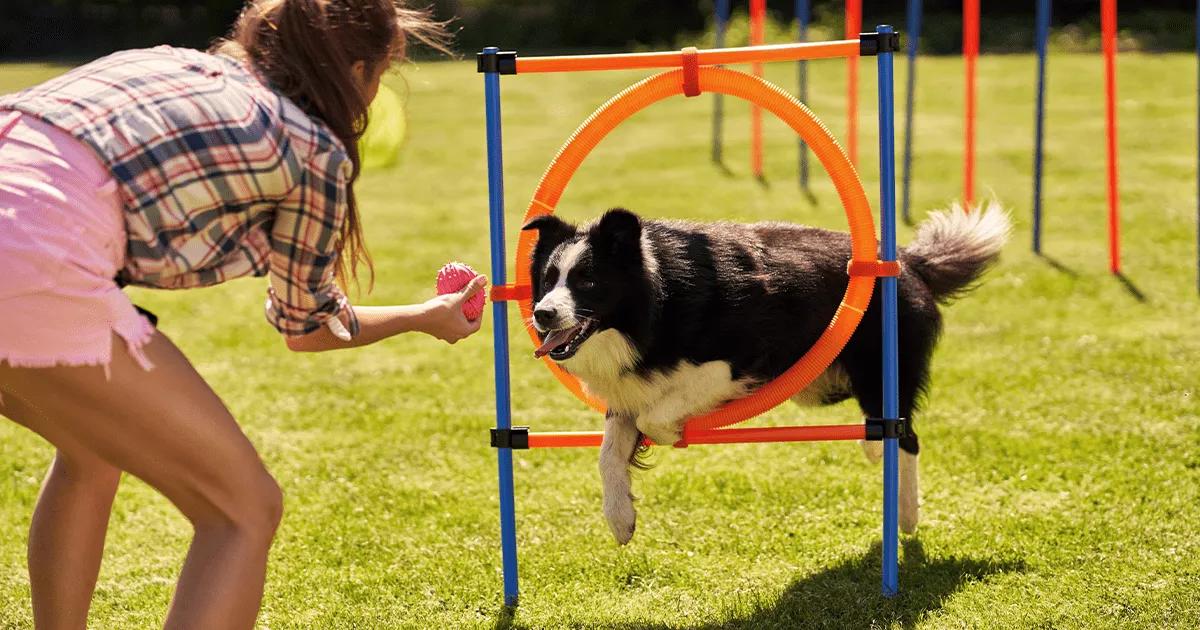 Woman training border collier dog on agility course