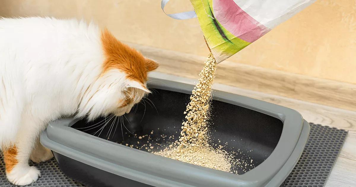Human pouring litter into a tray while a cat investigates.
