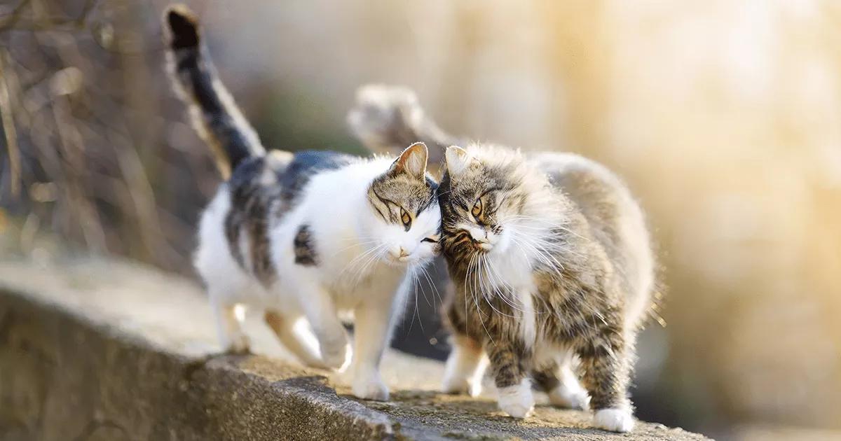 Pair of cats rubbing against each other.