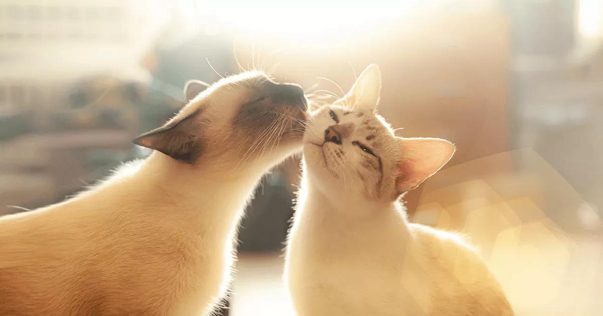 Two cats cleaning each other.