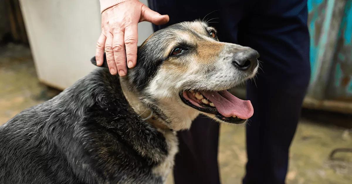 Senior dog with its owner.