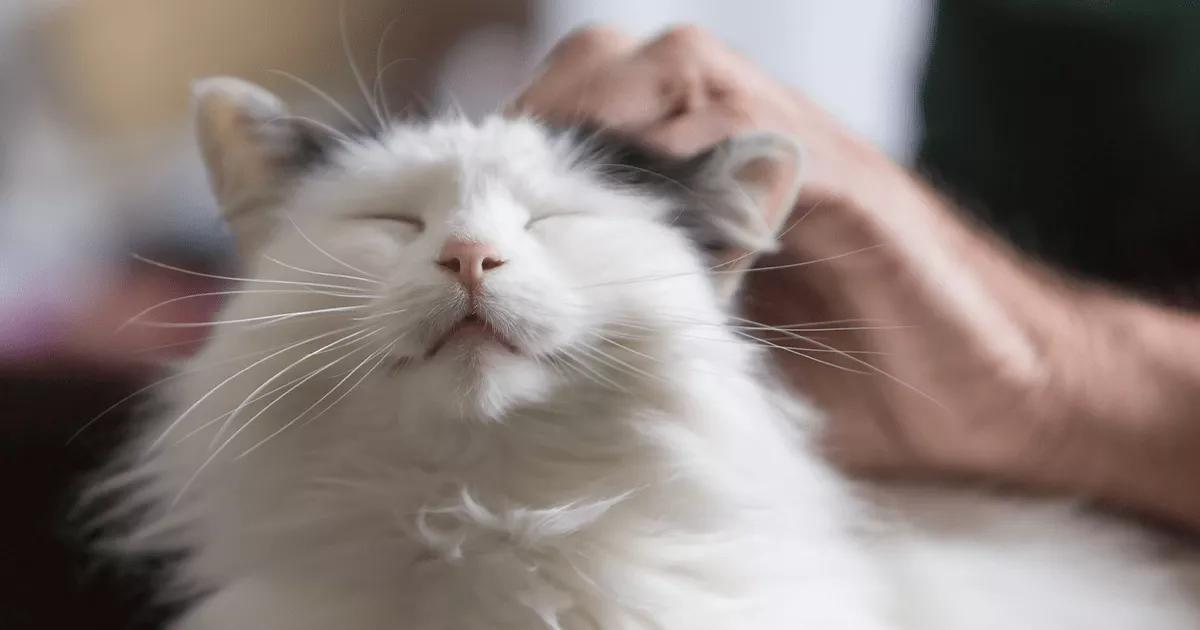 Cat being stroked.