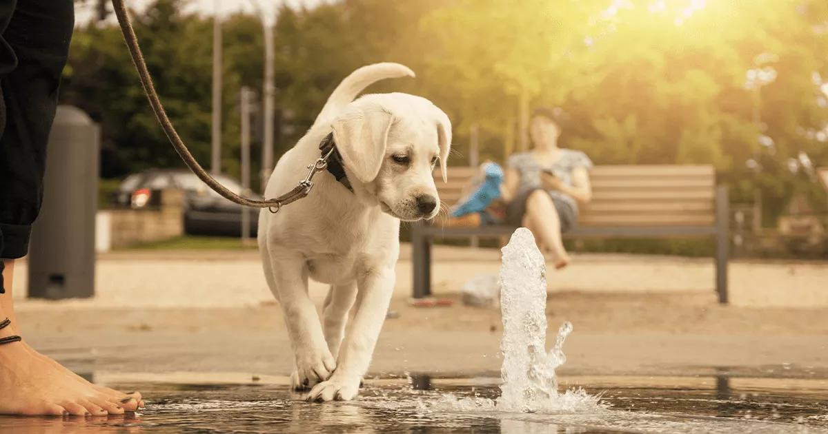 puppy looking at water splashing up from the ground