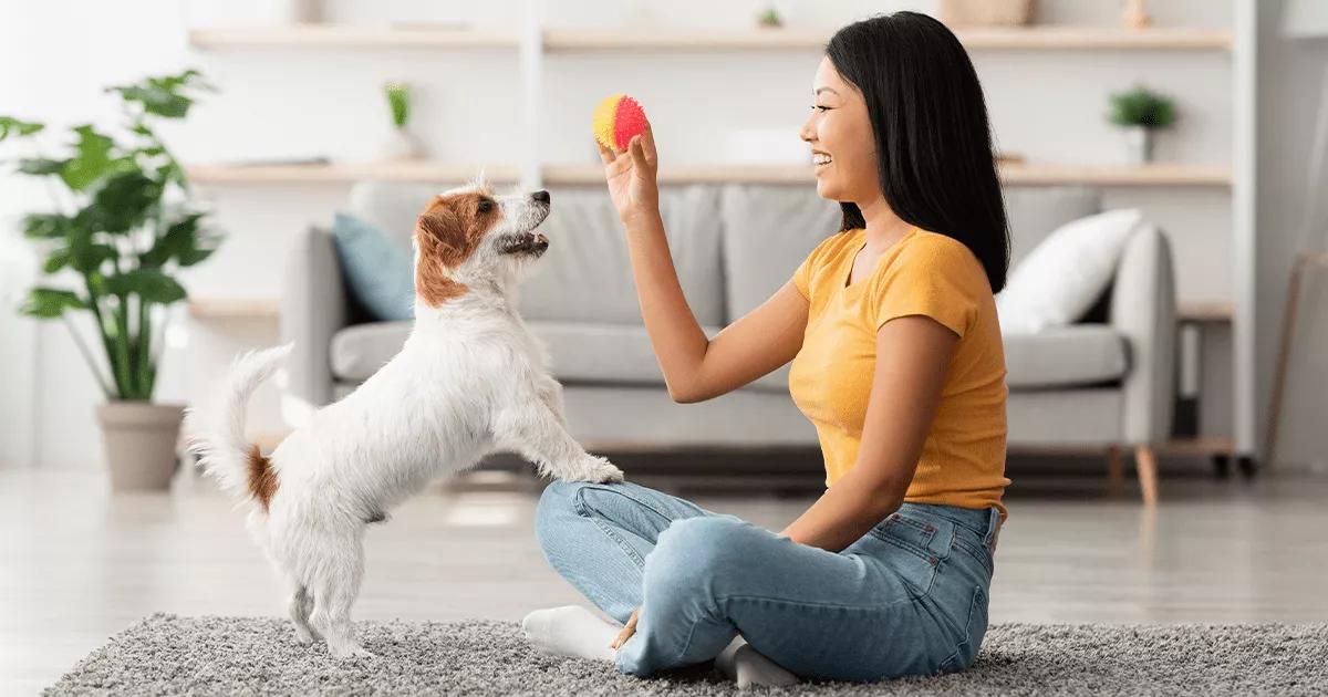 terrier dog playing ball with lady