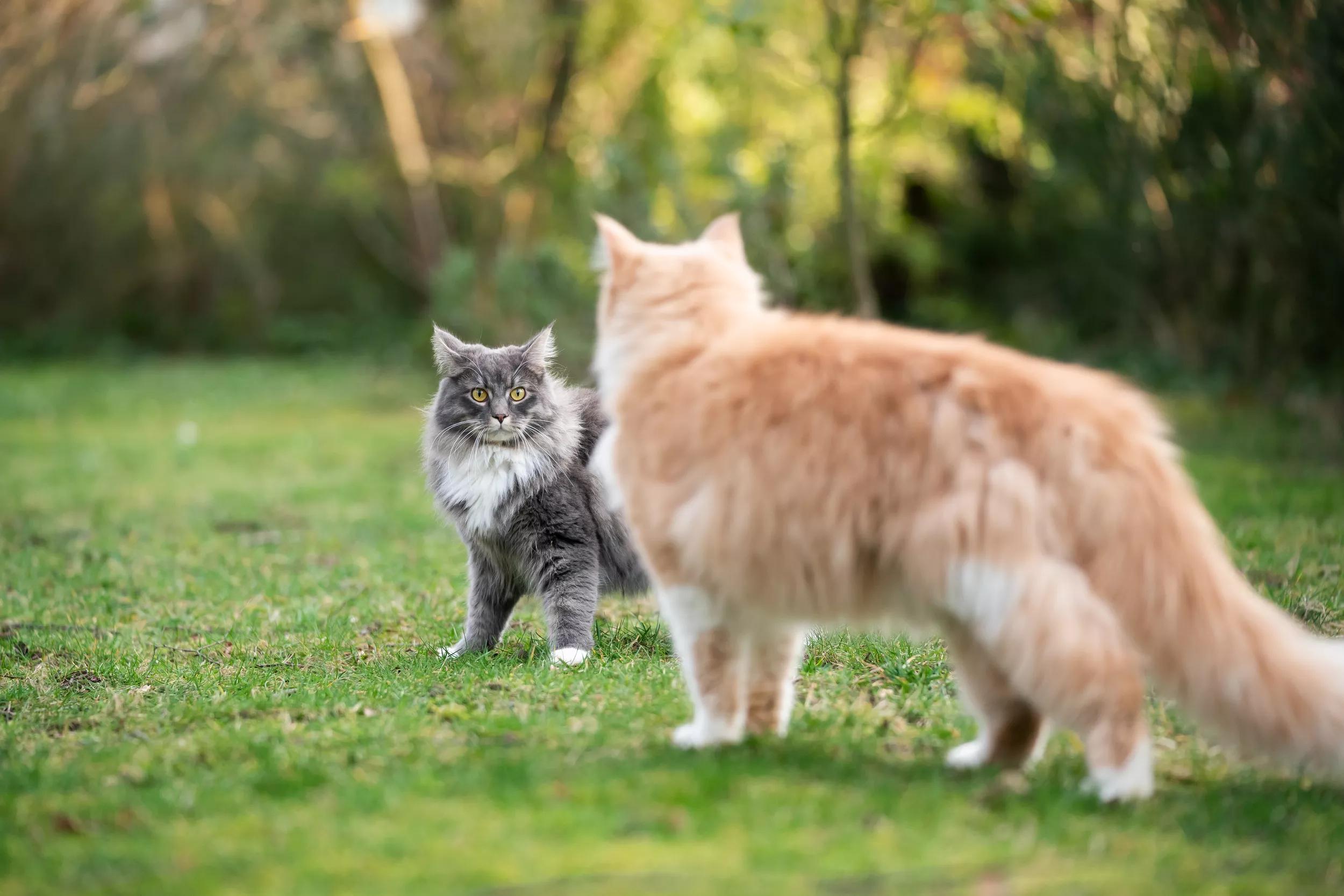 Ginger and grey cat meeting outside