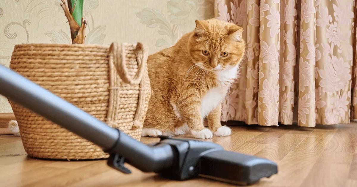 Ginger cat watching a vacuum cleaner.