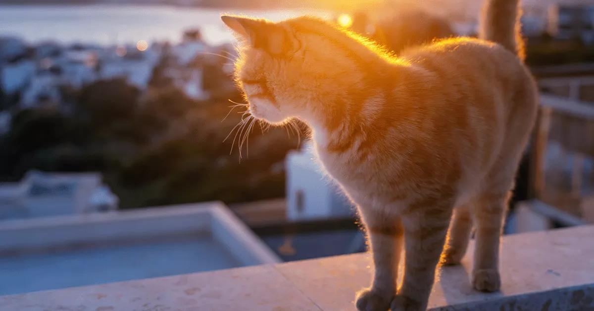 ginger cat on roof top in sunset
